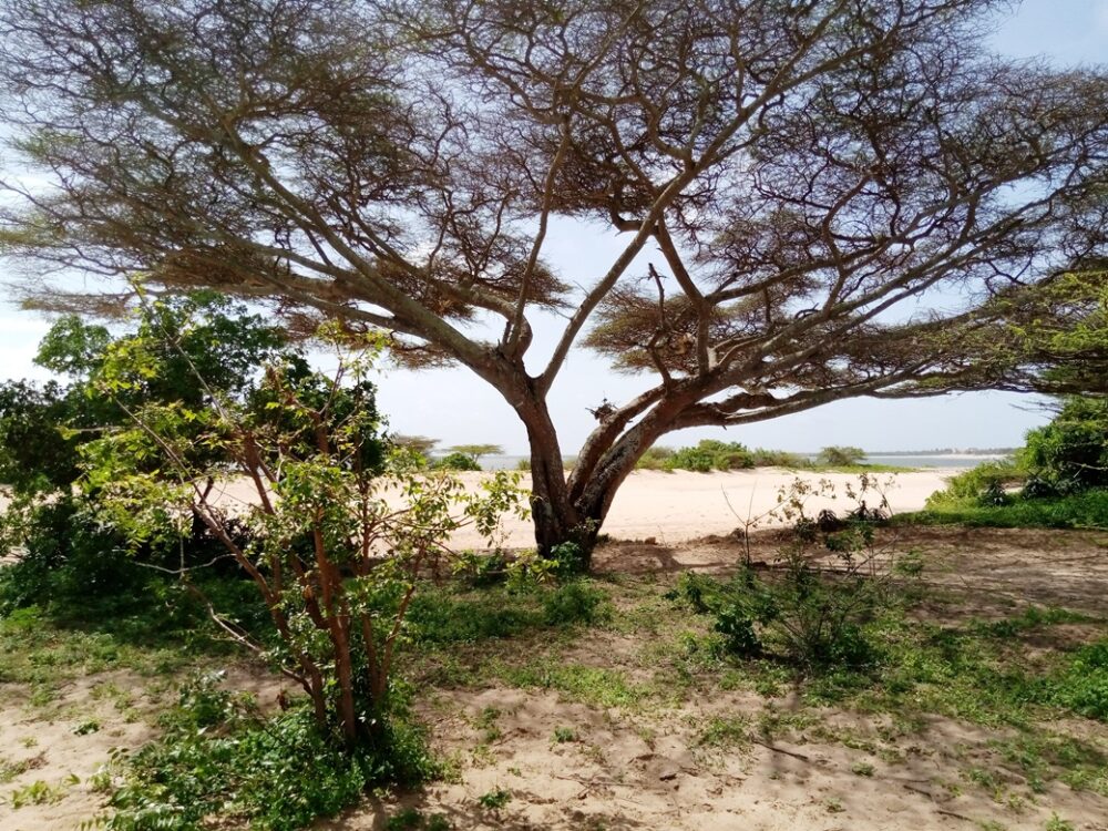 beachfront-properties-in-lamu1