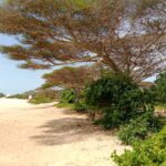 beachfront-properties-in-lamu2