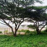 beachfront-property-in-lamu-manda-island1