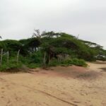 beachfront-property-in-lamu-manda-island2