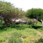 beachfront-property-in-lamu-manda-island3