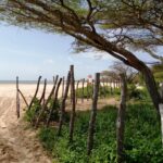 beachfront-property-in-lamu-manda-island4