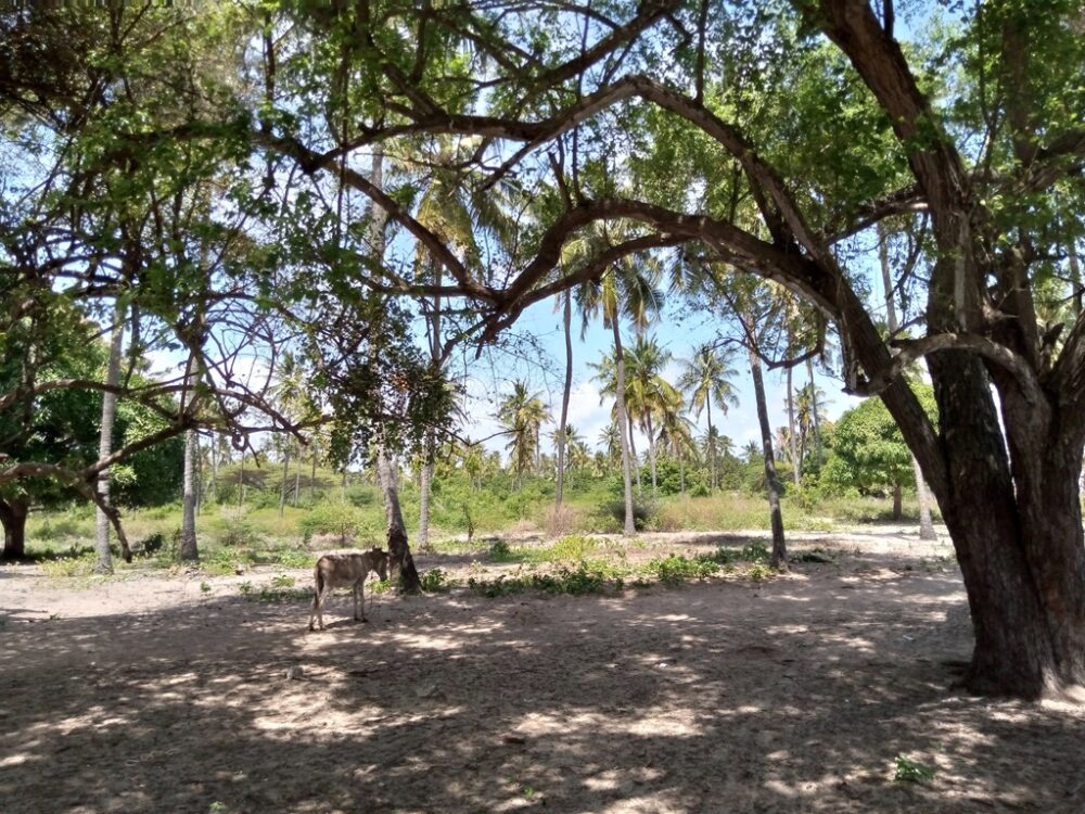 plots-for-sale-in-lamu-mashambani3