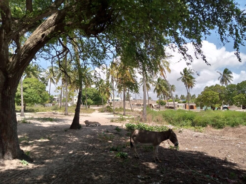 plots-for-sale-in-lamu-mashambani5